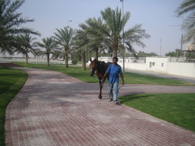 qatar_rec3_640